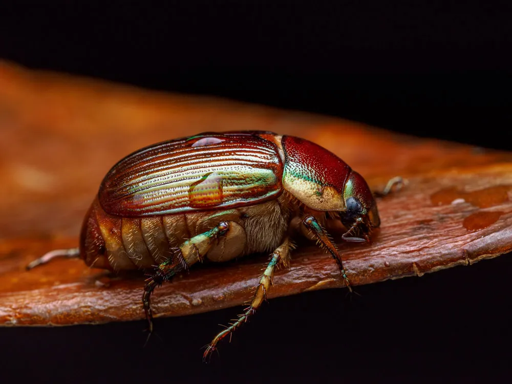 Shining leaf chafer